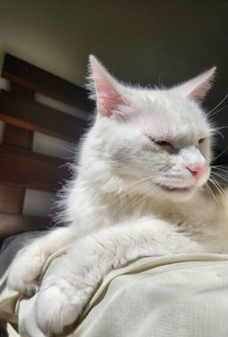 Güzel, uzun saçlı, beyaz bir kedi, gözleri kapalı ve sakin bir yüz ifadesi yumuşak bir yüzeyde, yumuşak, parlak kürkünü aydınlatan güneş ışığıyla rahatça dinleniyor. Bulanık arka plan huzur dolu bir ortam ortaya çıkarıyor.