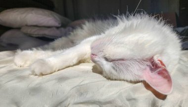 Sevimli beyaz bir kedi, güneşle aydınlanan yumuşak bir yüzeyde huzur içinde yatar. Yumuşak kürkünü ve dağınık saçlarını gözler önünde sergiler. Derin bir rahatlama hali içindedir..
