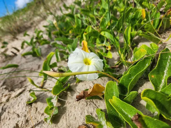 Sarı merkezli narin beyaz bir çiçek kumlu topraktaki yeşil yaprakların arasında duruyor. Renk kontrastı ve doğal ışık, doğanın güzelliğini yansıtan sakin bir atmosfer yaratır..