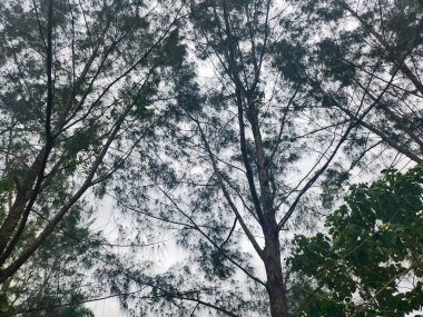 Bulutlu bir günde ince ağaç tepeleri ve ince yapraklar. Gri gökyüzü bitki örtüsüyle karışır, sakin ve huzurlu bir atmosfer yaratır..