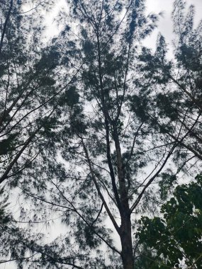 Güzel bir görüntü bulutlu bir gökyüzüne karşı uzun ağaçların siluetini yakalıyor, rüzgarda hafifçe sallanan yapraklarla. Sahne huzuru ve doğanın güzelliğini yansıtıyor..