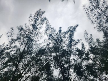 Bulutlu bir gökyüzünün altında rüzgarda sallanan uzun ağaçların manzarası. Yapraklar nazikçe dans ediyor, sakin bir doğal ortam yaratıyor, sükuneti ve doğayla bağlantıyı çağrıştırıyor..