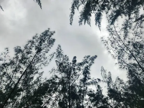Bulutlu bir gökyüzünün altında rüzgarda sallanan narin dallarla uzun ağaçların tepelerinden gökyüzünün etkileyici ve düşünceli bir görüntüsü. Görüntü, doğayla bir huzur ve bağlantı hissi uyandırıyor..