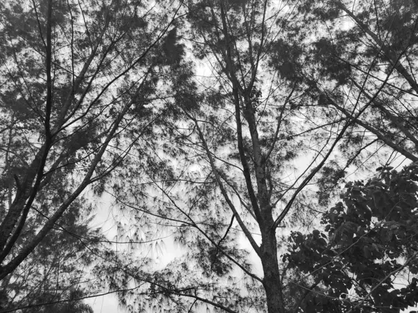 İç içe geçen dalları ve yaprakları bulutlu bir gökyüzüne karşı olan uzun ağaçların taçlarını içeren siyah-beyaz bir görüntü. Kompozisyon huzuru ve yansımayı çağrıştırıyor, doğanın güzelliğini benzersiz bir açıdan gösteriyor..