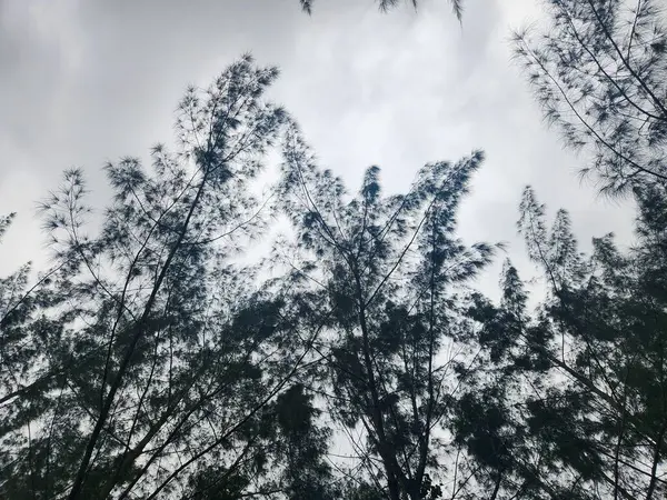 Bulutlu bir gökyüzünün altında rüzgarda sallanan uzun ağaçların manzarası. Yapraklar nazikçe dans ediyor, sakin bir doğal ortam yaratıyor, sükuneti ve doğayla bağlantıyı çağrıştırıyor..