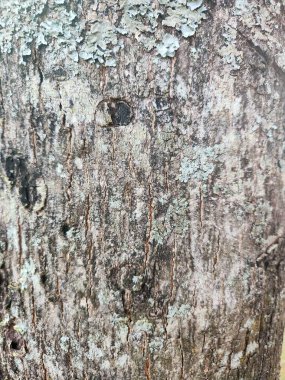 Bir ağaç kabuğunun yakın çekiminde zengin doğal bir doku, çatlaklar, yosunlar ve benekler doğanın desenlerinin güzelliğini gözler önüne seriyor. Görüntü kırsal bir cazibe ve dinginlik hissi uyandırıyor..