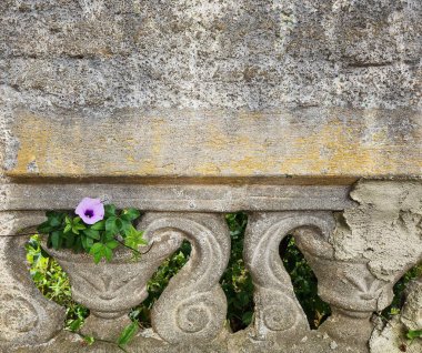 Arka plandaki eski duvarın kırsal dokusuyla çelişen yıpranmış bir taş süsten narin bir mor çiçek çıkar..