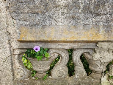 Eski bir taş yapıdan açan güzel bir mor çiçek doğanın esnekliğini sembolize eder. Çiçeğin hassasiyeti ve betonun gücü arasındaki zıtlık hayat ve güzelliğin ilham verici bir sahnesini yaratır..