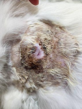 Bir kedinin derisinin yakın çekimi düzensiz bir yara ve iltihap gösteriyor, etrafında beyaz kürk var. Deri dokusuna ve hayvanın sağlığıyla ilgili endişelere dikkat edin, empati ve bakım çağrıştırıyor..