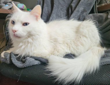 Mavi gözlü güzel beyaz bir kedi yumuşak, rahat bir yatakta huzur içinde yatıyor. Işıl ışıl, ipeksi kürkü, etrafına sakin ve meraklı bir bakışla bakarken ışıkta parlıyor..