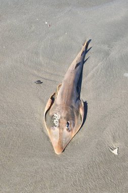Ölü bir chuca kumsalda dinlenir, uzamış gövdesi kahverengi ile bej arasında değişen renklerin pürüzsüz bir kontrastını gösterir..