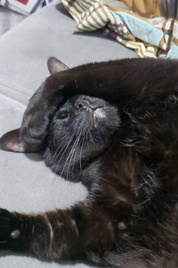 Kanepede uzanan sevimli siyah bir kedi. Pençesi yüzünde komik ve rahat bir poz veriyor..