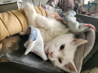 Yumuşak bir battaniyeye sarılı, sakin ve rahat bir yüz ifadesi gösteren sevimli beyaz bir kedi. Çevre, hayvan için huzurlu bir dinlenme ve mutluluk anını yansıtan rahatlık ve konfor öneriyor..