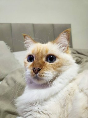 Açık renk kürklü, mavi gözlü, yatakta dinlenen güzel bir kedi. Kedinin gözlerindeki yoğun odaklanma merakı ve huzuru taşır..