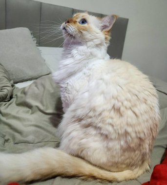 Hoş, ışık kürklü bir kedi dağınık bir yatakta oturur ve yukarı bakar. Parlak mavi gözleri ve kürkünün yumuşak dokusu ılık ve huzurlu bir atmosfer yaratır..