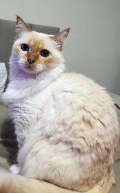 Yumuşak, açık renk kürklü ve delici mavi gözlü, sakince bir yatakta oturan güzel bir kedi. Görüntü kedinin güzelliğini ve huzurunu yakalar..