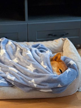 Bir Shiba Inu köpeği mavi yıldız desenli bir battaniyenin altında rahat bir şekilde uyuyor. Konsept, evcil bir evcil hayvanın sıcaklığını ve rahatlığını ön plana çıkarıyor..