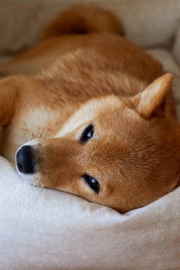 Bir Shiba Inu köpeği bej bir kanepede uzanıyor ve dikkatlice kameraya bakıyor. Konsept, evcil hayvanların konforunu ve doğal güzelliğini ön plana çıkarıyor..