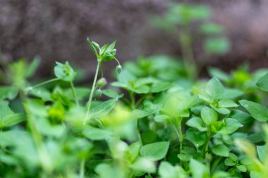 Odaklanmış bir tomurcuğa sahip, bulanık bir arka planı olan vahşi bir bitkinin yakın çekimi. Bahar uyanışı. Konseptler: doğa, botanik, ot, vahşi bitki örtüsü, ekoloji, bahar büyümesi.