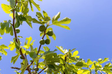 Güneş ışığı altındaki bir dalda taze yeşil incir, yakın plan çekimde, aşağıdan parlak mavi bir gökyüzüne doğru çekilmiş..