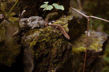 Küçük kahverengi bir kertenkele ormanda yosun kaplı bir taşın üzerinde duruyor.. 