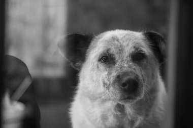 Sevimli akıllı köpek pencereden portreyi gizler. Yüksek kalite fotoğraf