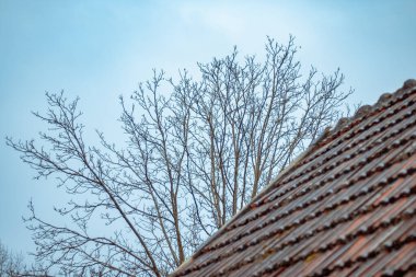 Arkasında ağaç olan eski kırmızı kiremit çatı. Yüksek kalite fotoğraf