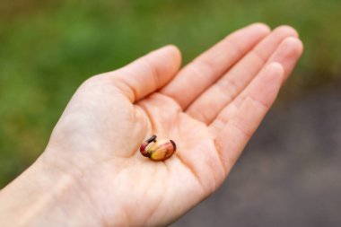 Küçük bir tohum filizini tutarken. Yüksek kalite fotoğraf
