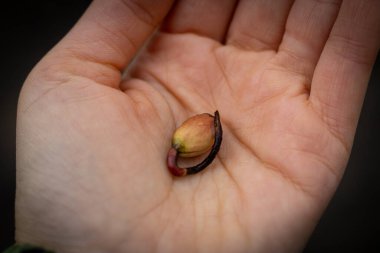 Küçük bir tohum filizini tutarken. Yüksek kalite fotoğraf