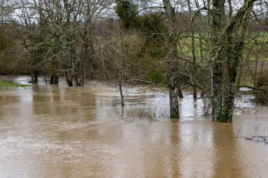 High water, flooded tree in countryside. High quality photo clipart