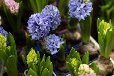 Tencerelerde büyüyen çok renkli sümbül. Yüksek kalite fotoğraf