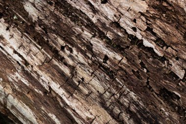 Ağaç kabuğu kuru, ağaç gövdesinde doğal desen var. Yüksek kalite fotoğraf