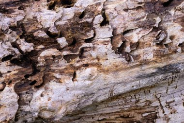 Ağaç kabuğu kuru, ağaç gövdesinde doğal desen var. Yüksek kalite fotoğraf
