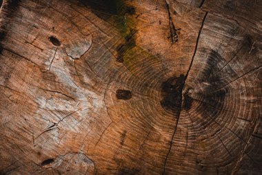 Ağaç kabuğu kuru, ağaç gövdesinde doğal desen var. Yüksek kalite fotoğraf