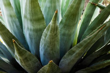 Dikenli yeşil agave bitkisi. Yakın plan. Yüksek kalite fotoğraf