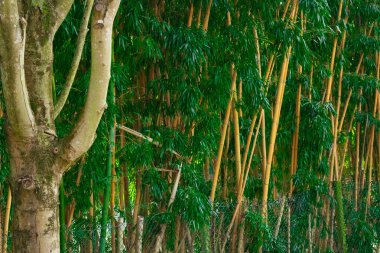 A dense bamboo forest with tall, vibrant green stalks . High quality photo