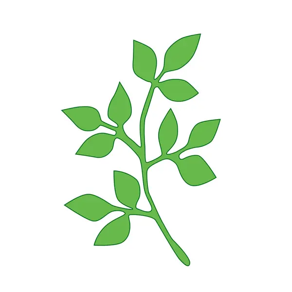 Yaprakların yeşil dalı, organik, beyaz arka planda el çizimi. vektör.