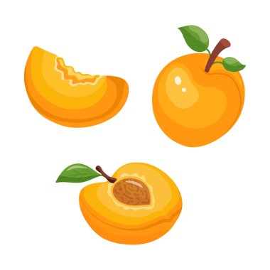 Kayısıların, kayısıların, kayısıların, kayısıların, kayısıların ve kayısı dilimlerinin vektör çizimleri..