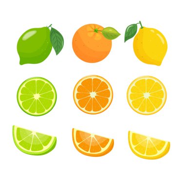 Meyveli limon, portakal, limon. Turunçgillerin bütün ve enine kesitlerinin çizimi. el çizimi