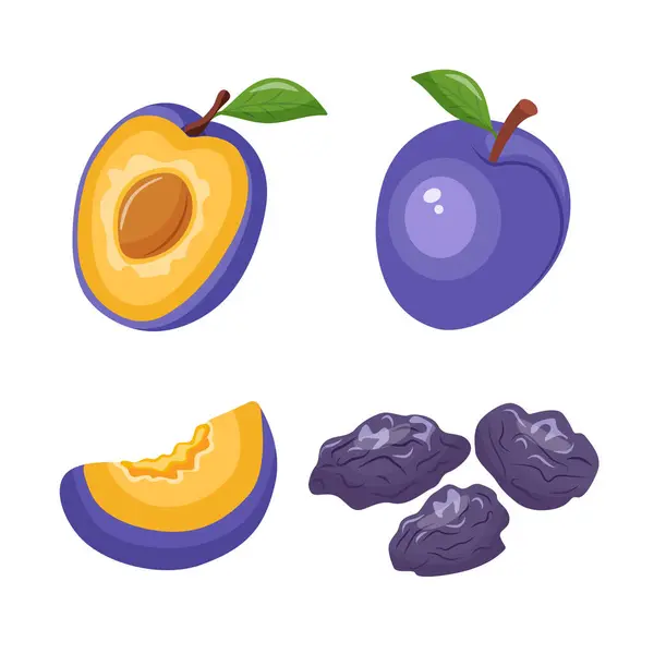 Taze ve kuru erikler Prunes beyaz arkaplan üzerine simge vektörü ayarlar. Tam ve yarım erik vektör çizimi.