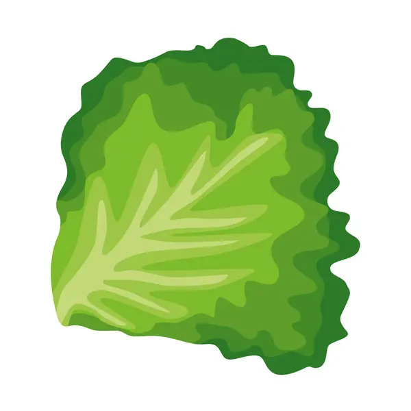 Çıtır yeşil yapraklı taze marul yaprağı. El çizimi