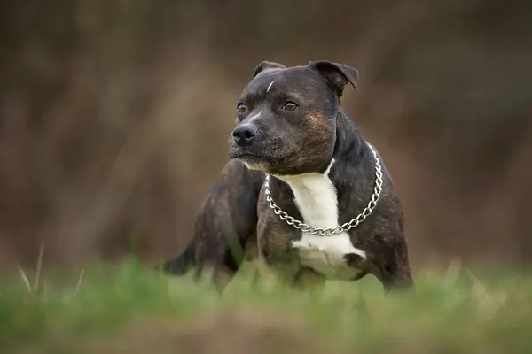 Staffordshire Boğa Teriyeri çimlerin üzerinde duruyor.   
