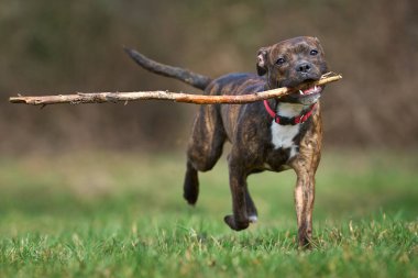 Ormandaki sevimli bir köpeğin portresi.