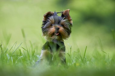 Parktaki bir köpeğin portresi.