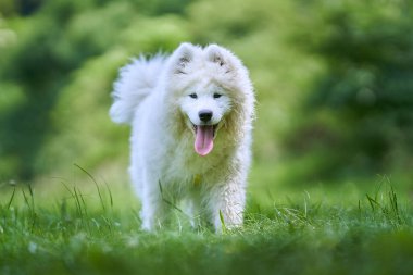 Güzel bir köpeğin portresi Sibirya kurdu..