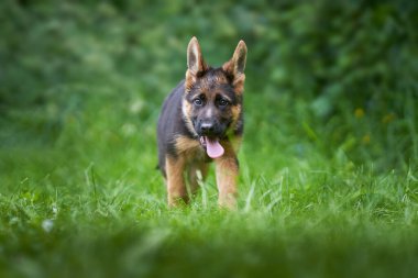 Yeşil tarlada Alman çoban köpeği.