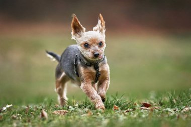Şirin bir köpeğin portresi.
