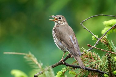 Yakın çekim - Güzel kuşun doğal ortamdaki görüntüsü