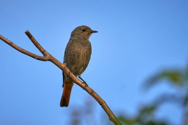 Bir kuşun yakın plan çekimi.