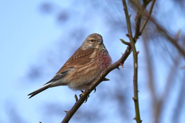 Ağaç dalı üzerinde serçe